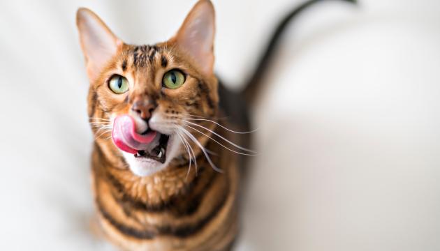 PrimaCat kass lakub huuli