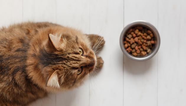 PrimaCat kissa ja kissanruoka