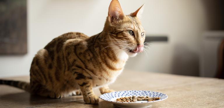 Meaty and high quality dry foods for cat PrimaCat