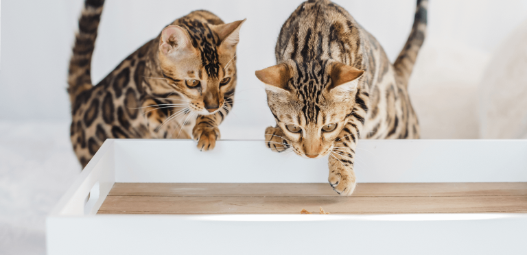 Kuinka tunnistaa kissan täysravinto ja täydennysravinto PrimaCat