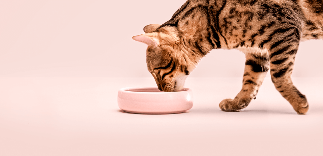 Sugar-free cat food from PrimaCat
