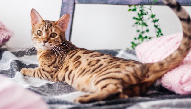 PrimaCat kissoille myrkylliset kasvit