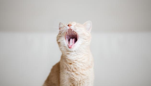 Kissan suun terveydestä on hyvä pitää huolta.