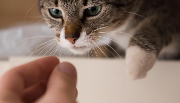 Kissan elekieli ja viestintä | Miksi kissa kehrää? | PrimaCat