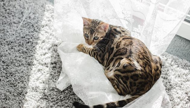 PrimaCat bengal katt som ligger på gardinene