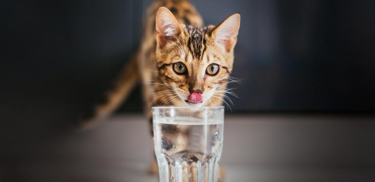 Miksi kissa ei juo? | PrimaCat | PrimaCat