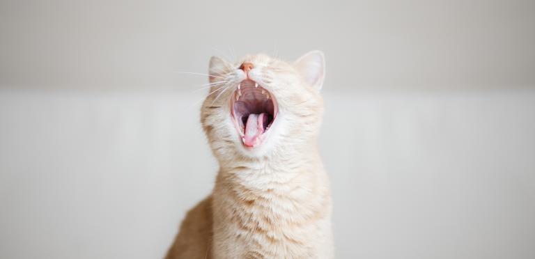 Kissan hampaat ja hammashoito | PrimaCat