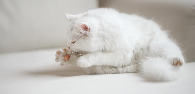 Cat urinary tract infections are a common in cats