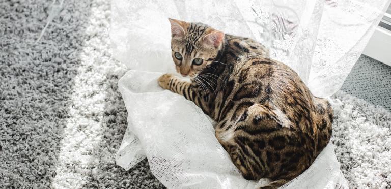 PrimaCat bengal katt som ligger på gardinene