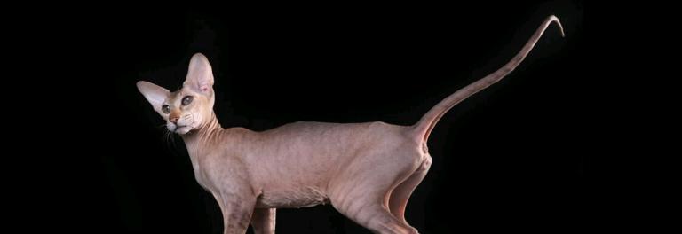 Peterbald