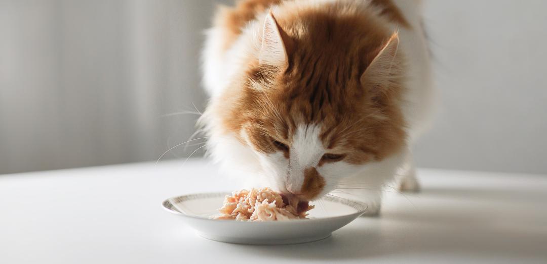 Kočka jí krmivo PrimaCat Fillets pro prasata.