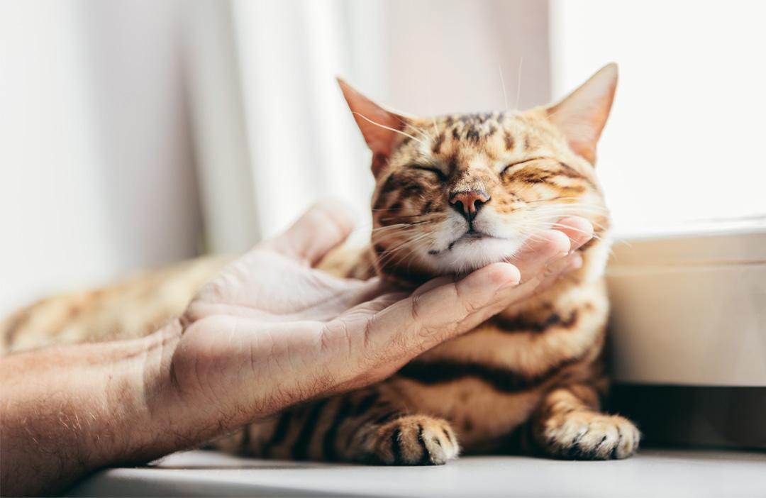 PrimaCat cat's kattens kroppsspråk och katt och människohand