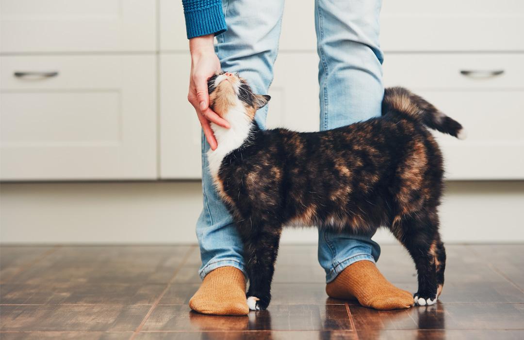 PrimaCat kattens kroppsspråk och katt som spinner