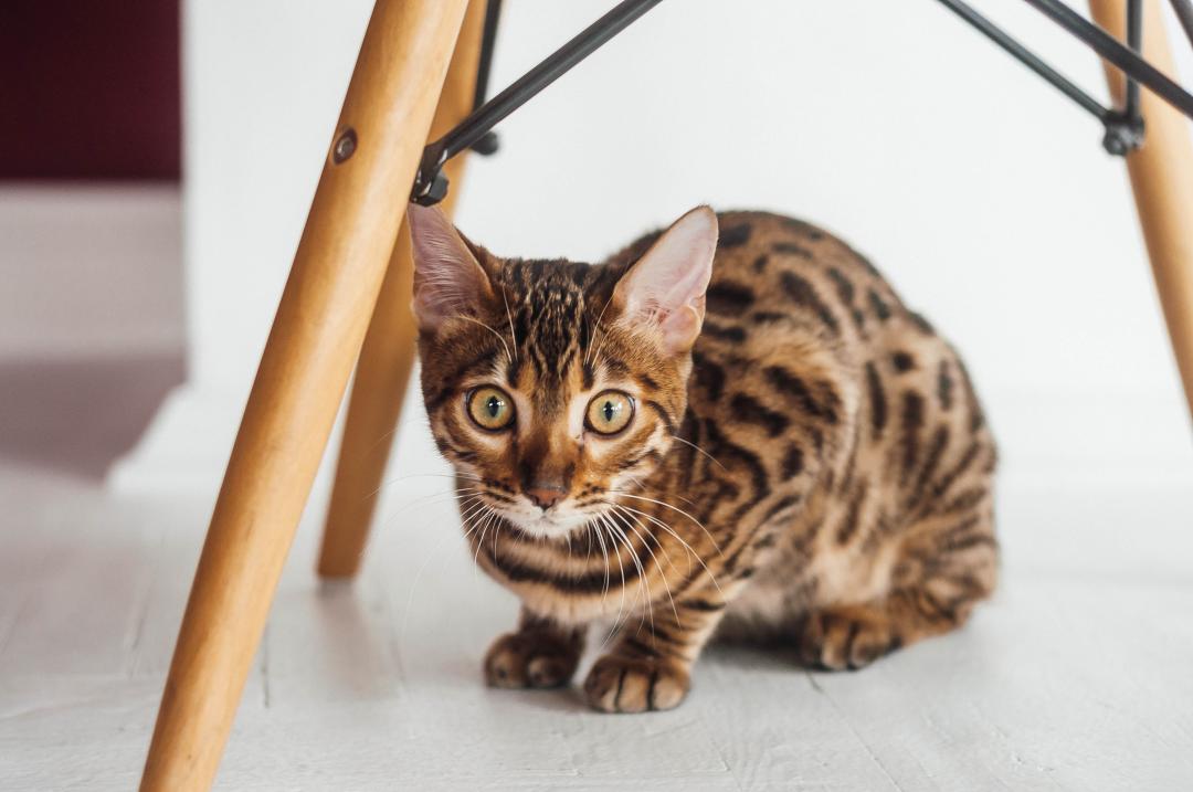 Bengal under chair