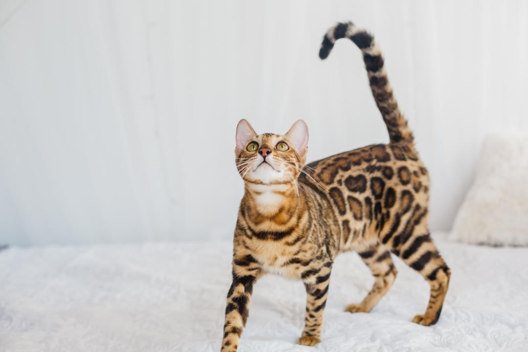 PrimaCat bengal katten