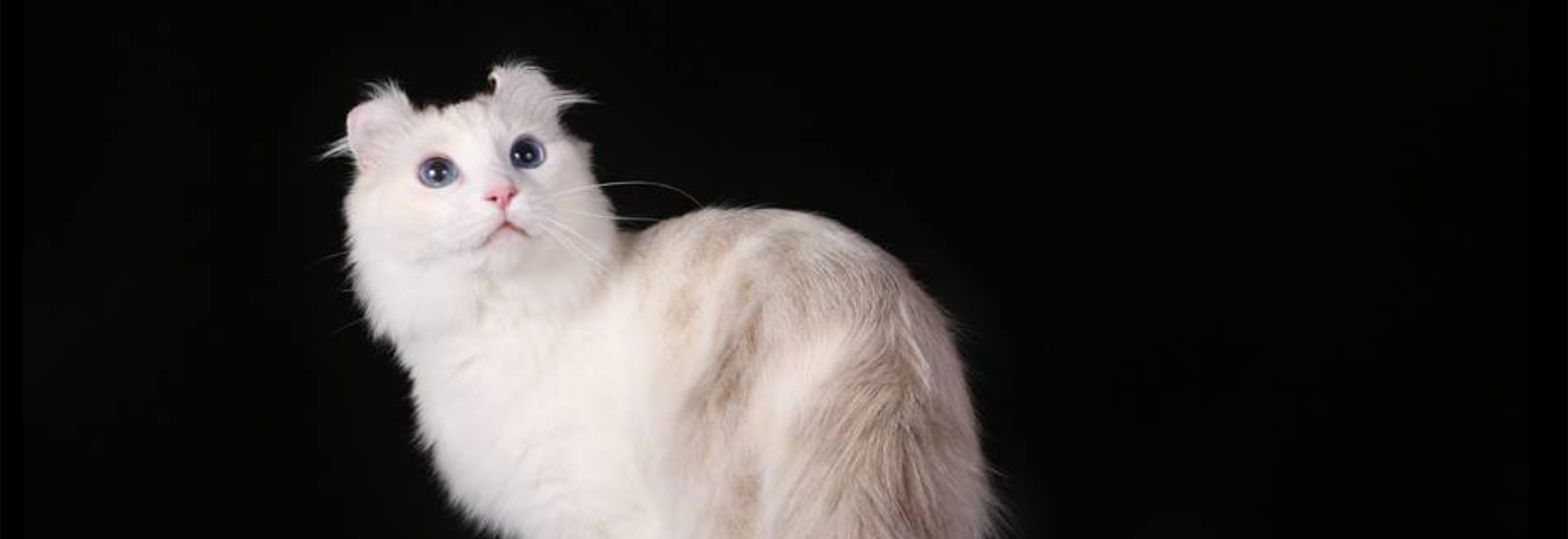 American curl kissa istuu valppaana