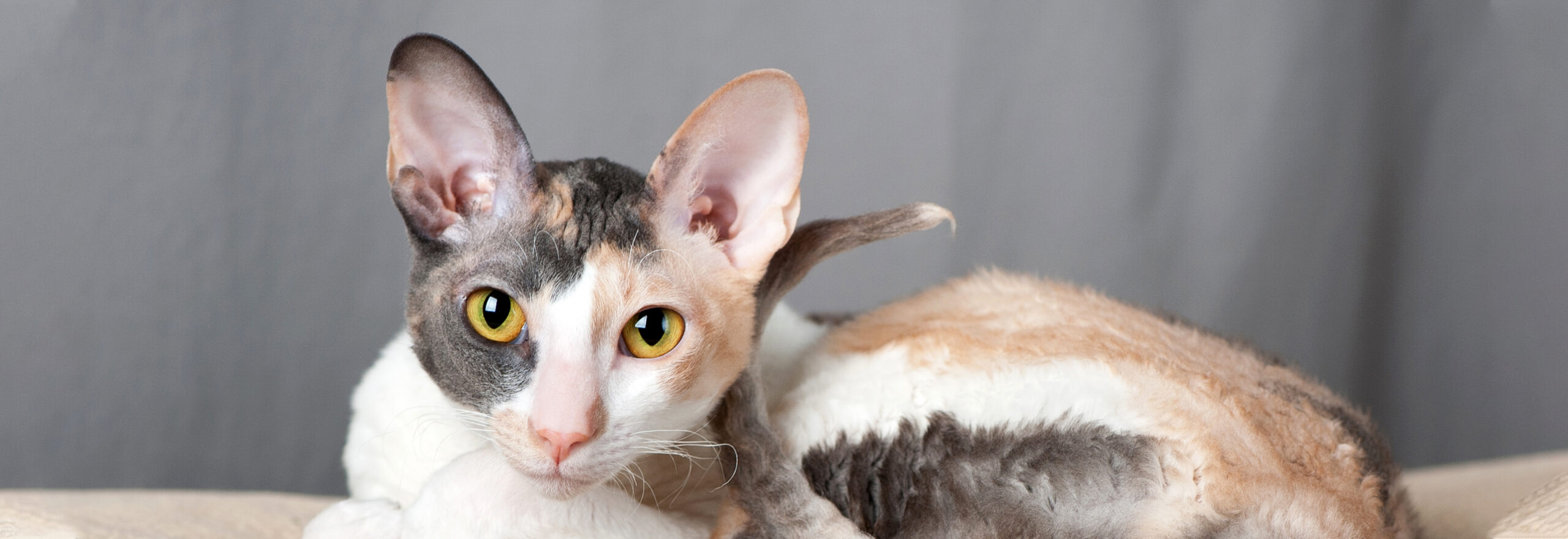 Cornish rex kissa makoilee tyytyväisenä