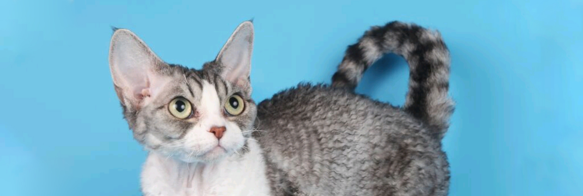 Devon rex kissa tarkkailee ympäristöään