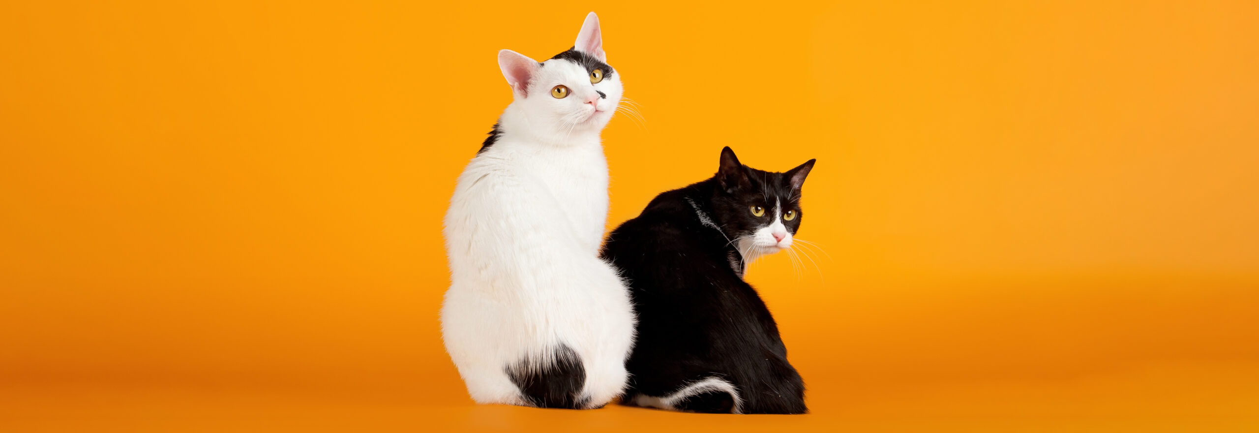 Kaksi japanin bobtailia istuu vierekkäin ja katselee taakse suoraan kameraan