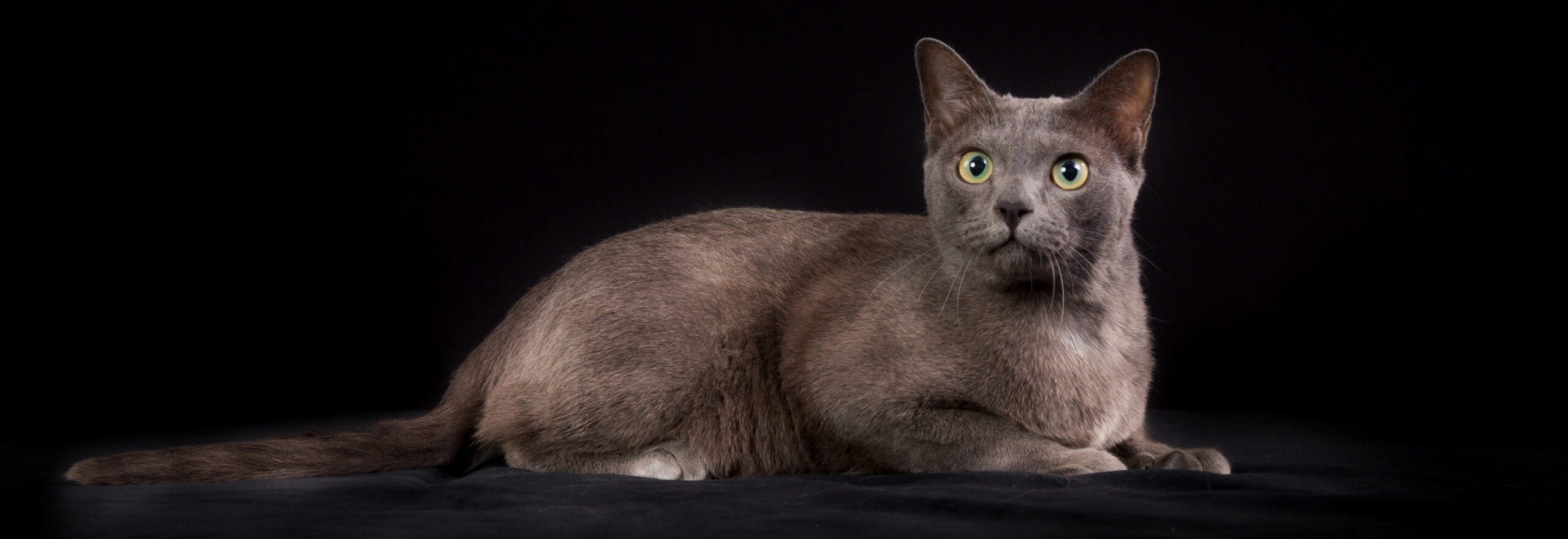 Korat kissa makoilee tarkkaavaisena