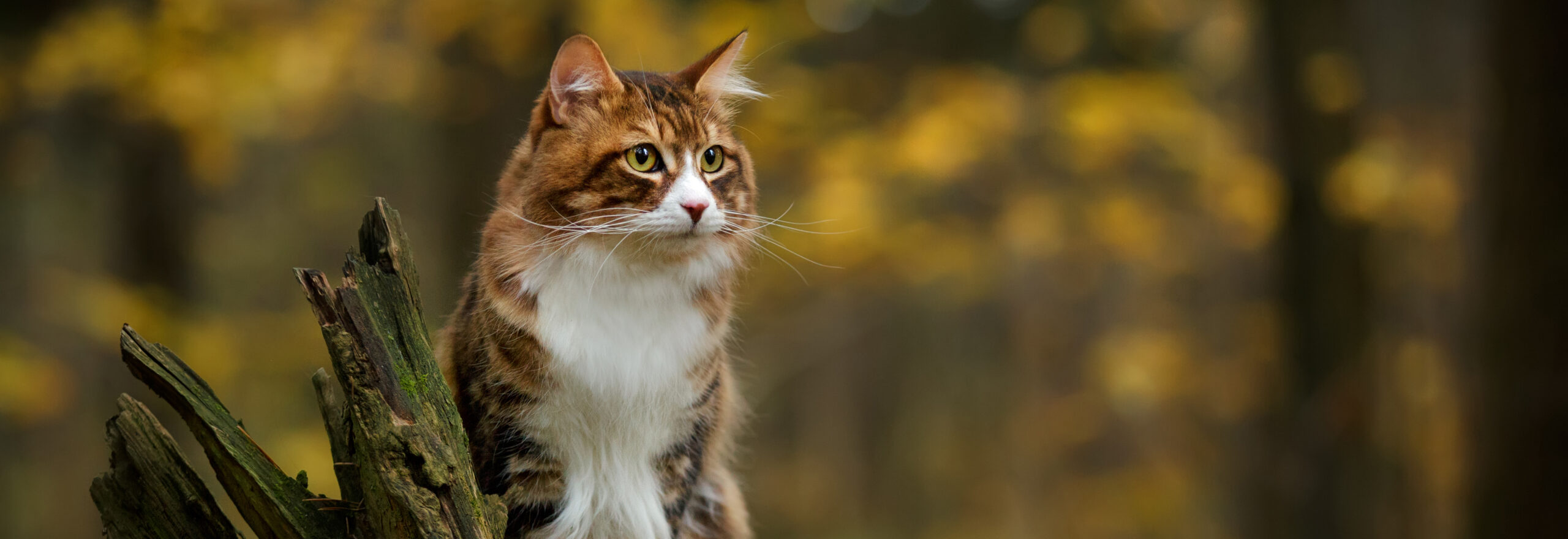 Kuriilien bobtail kissa seisoo kannolla