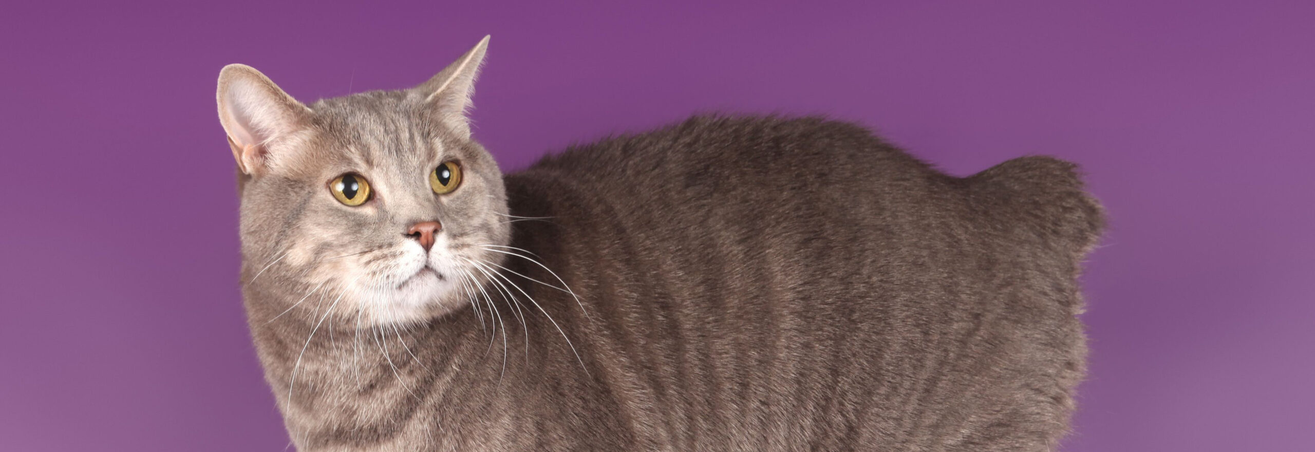 Manx kissa katselee uteliaana ympärilleen