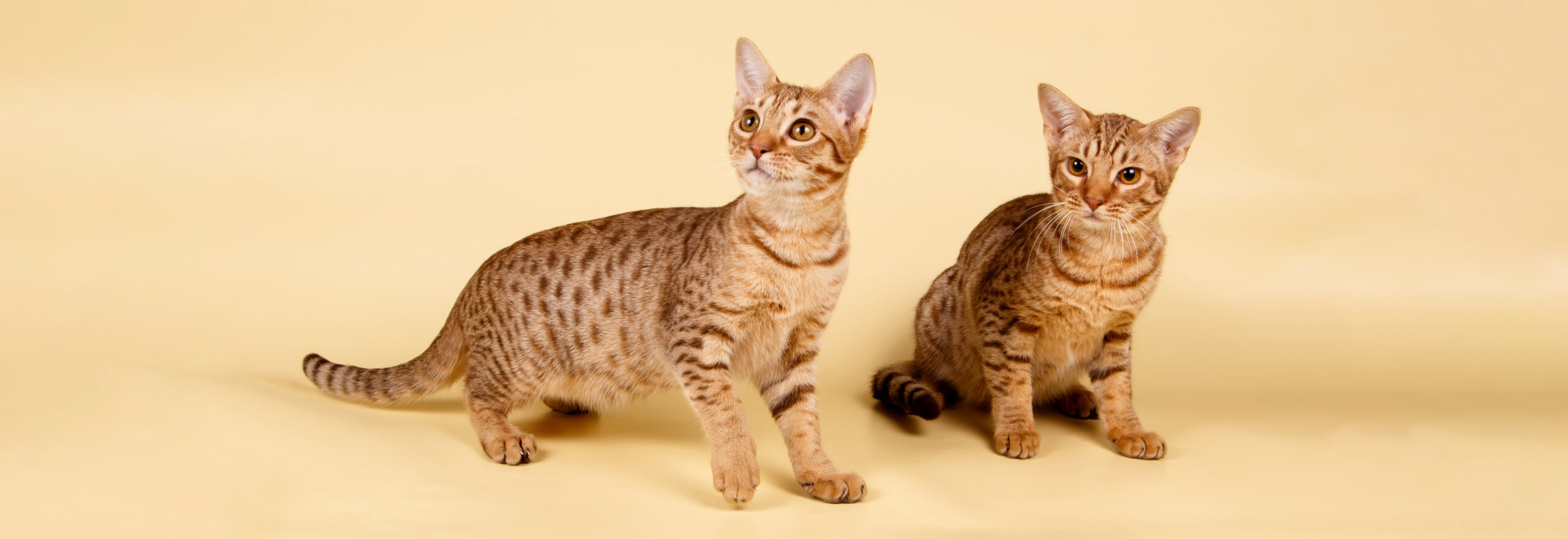Kaksi ocicat kissaa oleskelee keltaisessa studiossa