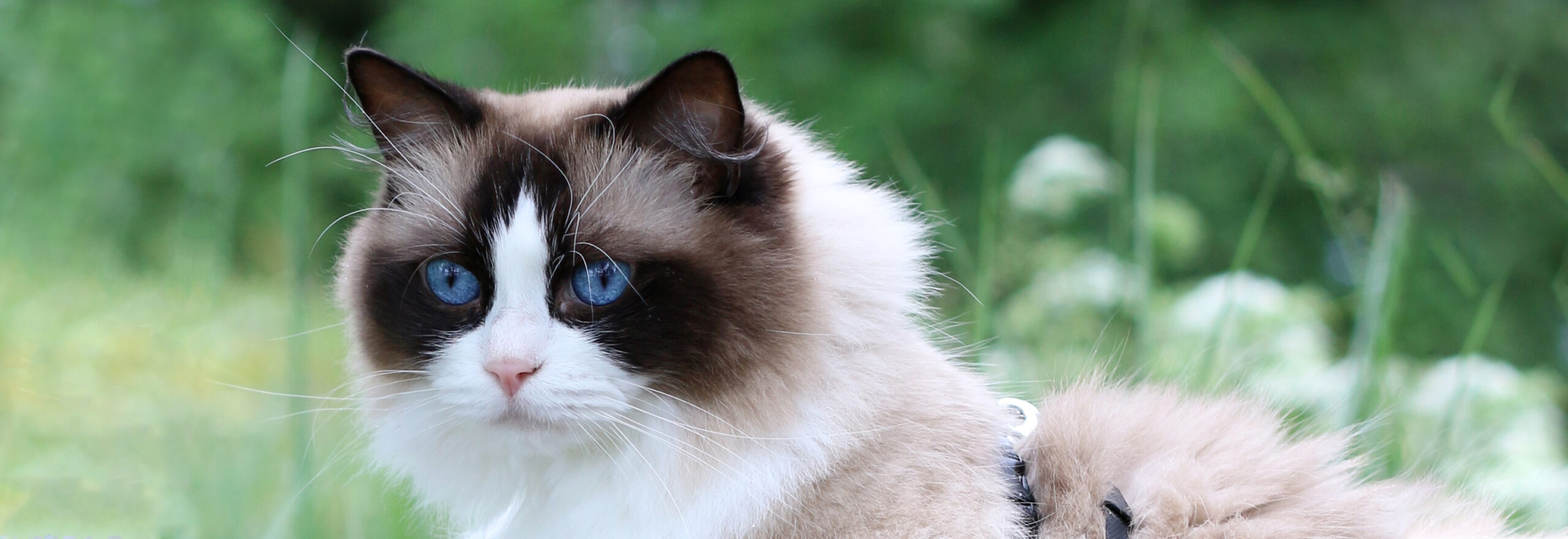 Ragdoll kissa ulkoilee valjaissa