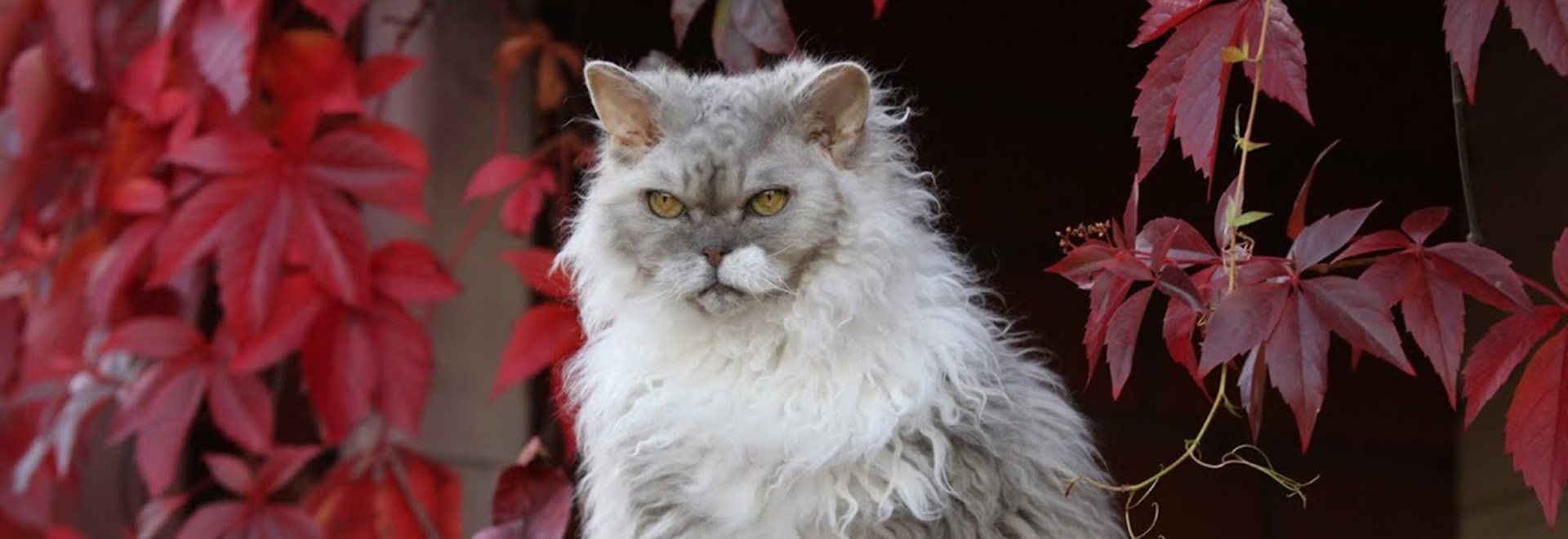 Selkirk rex kissa istuu tarkkaavaisena
