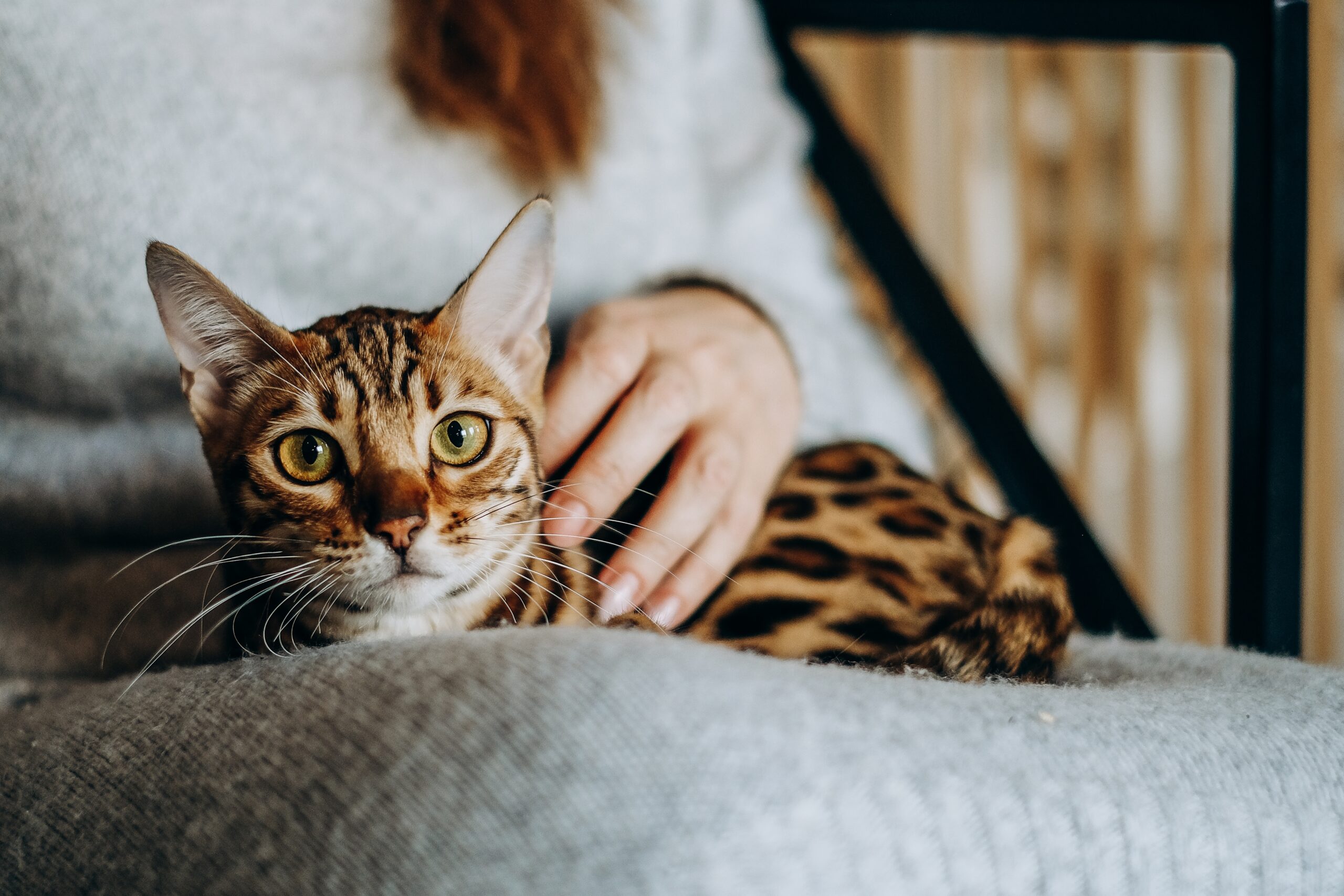 Kissa makoilee ihmisen sylissä rapsuteltavana