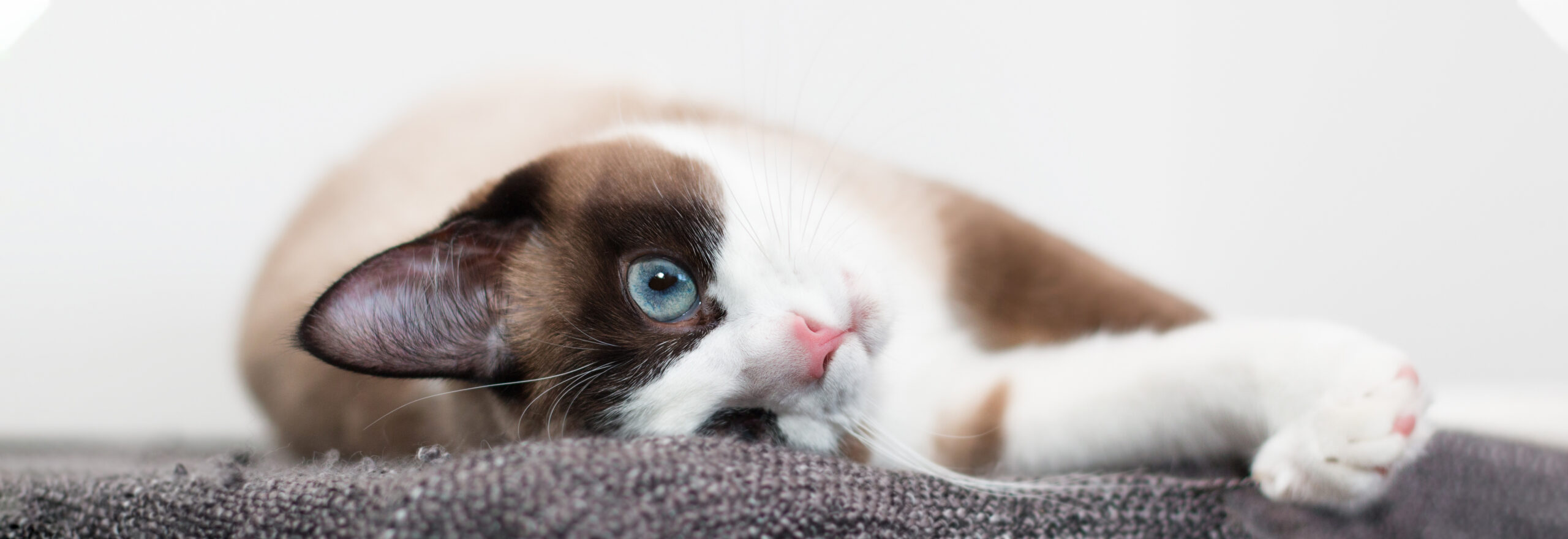 Snowshoe kissa makoilee kyljellään
